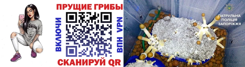 Псилоцибиновые грибы MAGIC MUSHROOMS гидра ТОР Власиха